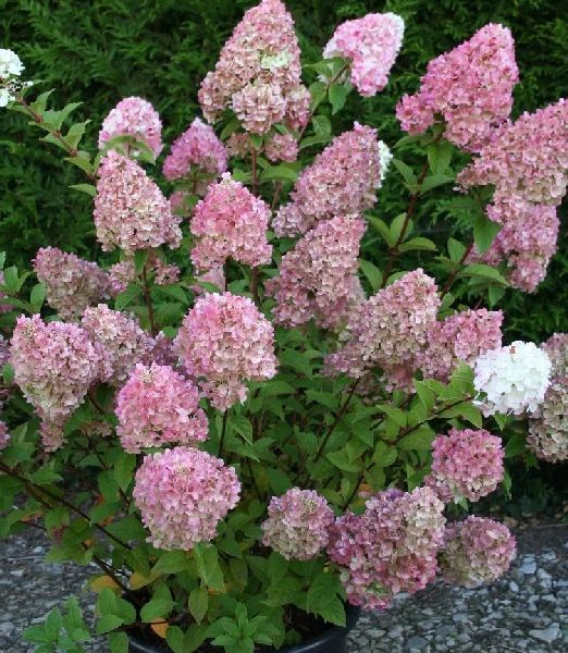 Hydrangea paniculata 'Sundae fraise'